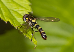 Sphaerophoria novaeangliae image