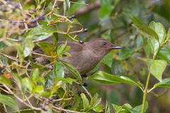 Turdus plebejus