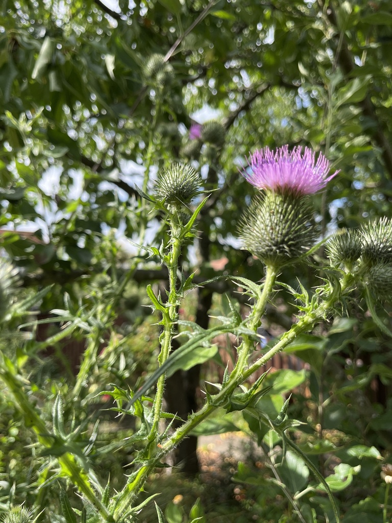 Bull Thistle from Stewart Road, Chelmsford, England, GB on July 10
