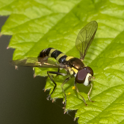 Sphaerophoria (Knutsoniana) image