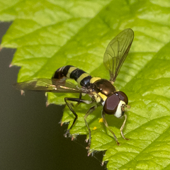Sphaerophoria novaeangliae image