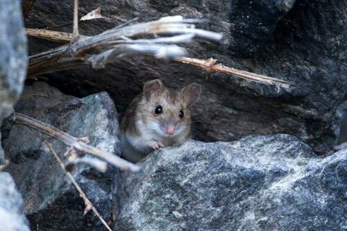 Kashmir Field Mouse (Apodemus rusiges) — Least Concern Mammalia