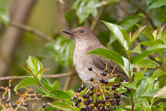 Turdus plebejus