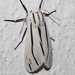 Clio Tiger Moth - Photo (c) Laura Gaudette, some rights reserved (CC BY), uploaded by Laura Gaudette