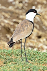 Vanellus spinosus