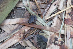 Leptodactylus validus