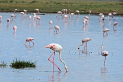 Phoenicopterus roseus