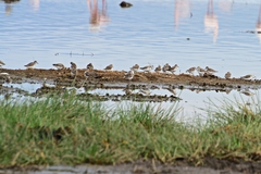 Calidris minuta