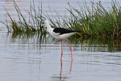 Himantopus himantopus