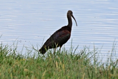 Plegadis falcinellus