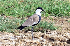 Vanellus spinosus