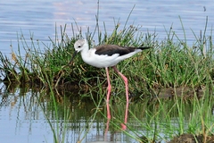 Himantopus himantopus