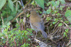 Catharus gracilirostris