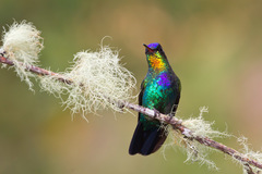 Panterpe insignis