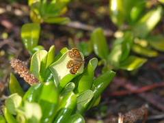 Lycaena edna