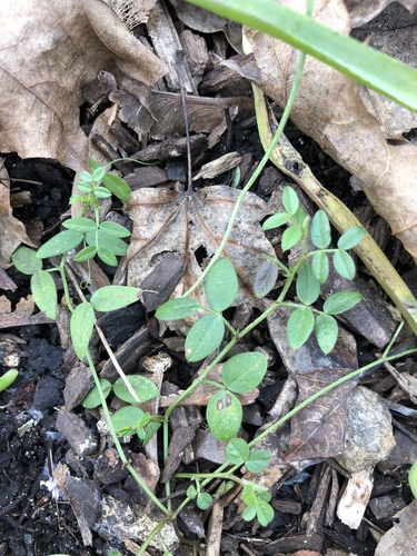 Vicia lathyroides iNat (1)