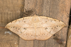 Image of Oxydia platypterata