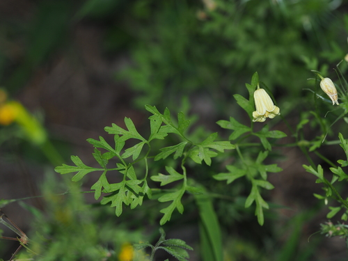Clematis aethusifolia