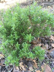 Galium catalinense acrispum