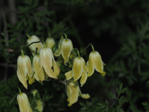 Clematis aethusifolia