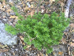 Galium catalinense acrispum
