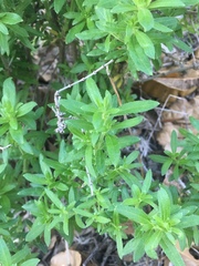 Galium catalinense acrispum