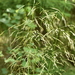Deschampsia cespitosa - Photo (c) Марина Садыкова, μερικά δικαιώματα διατηρούνται (CC BY), uploaded by Марина Садыкова