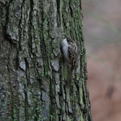 Certhia brachydactyla