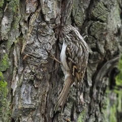 Certhia brachydactyla