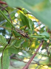 Holhymenia histrio