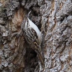 Certhia brachydactyla