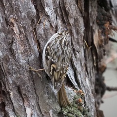 Certhia brachydactyla