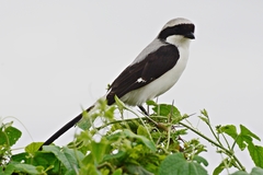Lanius excubitoroides