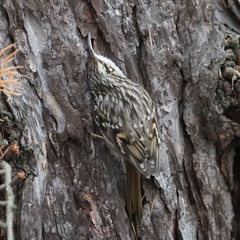 Certhia brachydactyla