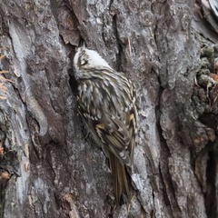 Certhia brachydactyla