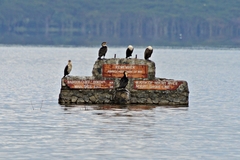 Phalacrocorax carbo