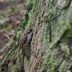 Certhia brachydactyla