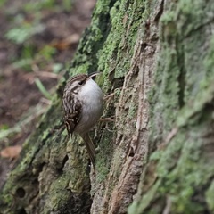 Certhia brachydactyla