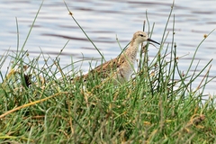 Calidris pugnax