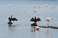 Phalacrocorax carbo