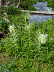 Cirsium funkiae