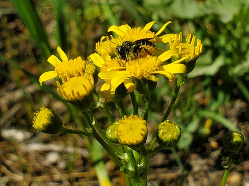 iNaturalist observation photo of Colorado Mason