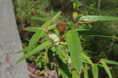 Keraudrenia lanceolata