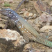 Bonaire Whiptail - Photo (c) Stephen Cresswell, some rights reserved (CC BY-NC-ND), uploaded by Stephen Cresswell