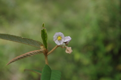 Keraudrenia lanceolata