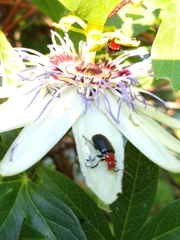 Cacoscelis nigripennis