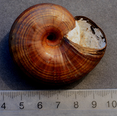 Powelliphanta traversi florida