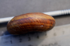 Powelliphanta traversi florida