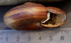 Powelliphanta traversi florida