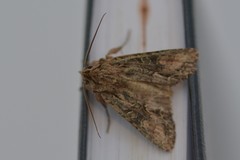 Ichneutica mutans